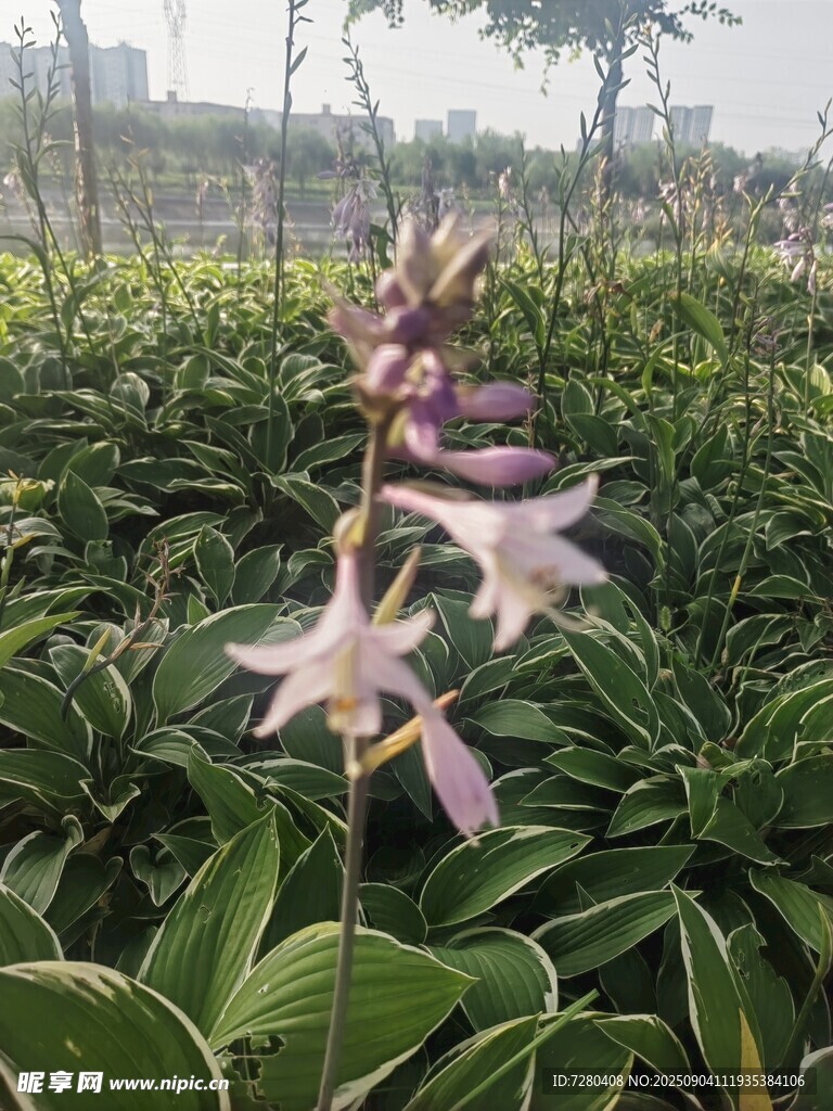 野外绽放的美丽粉色花朵