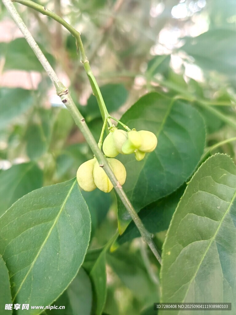 绿叶间的黄色小花