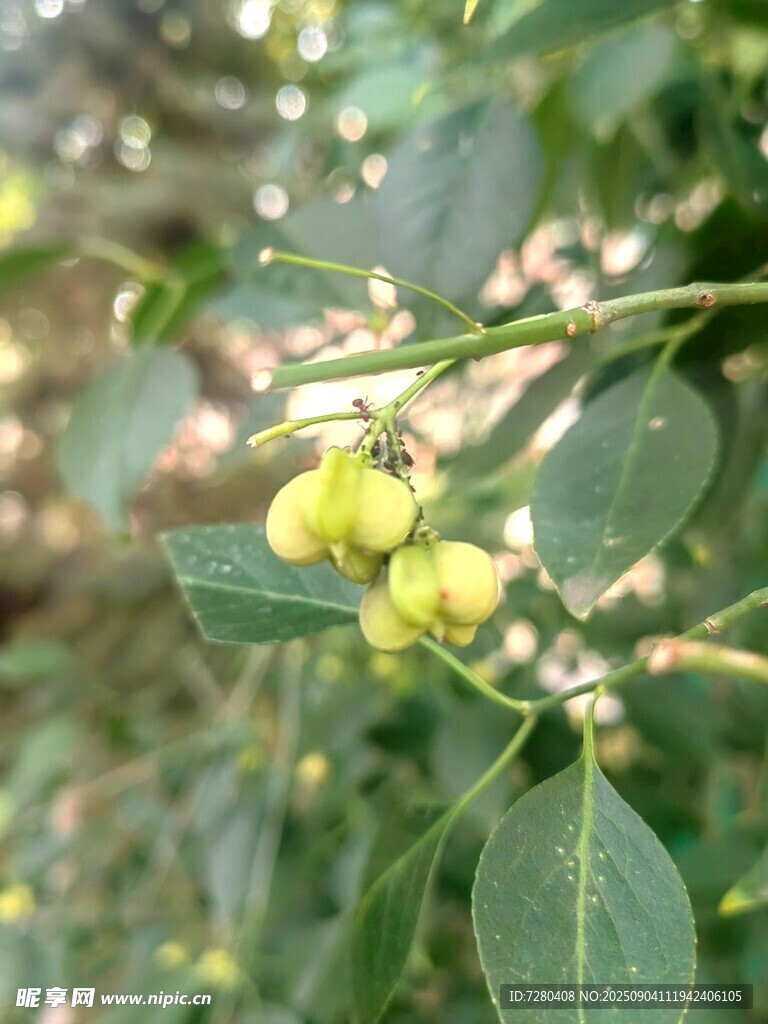 枝头青果绿意盎然