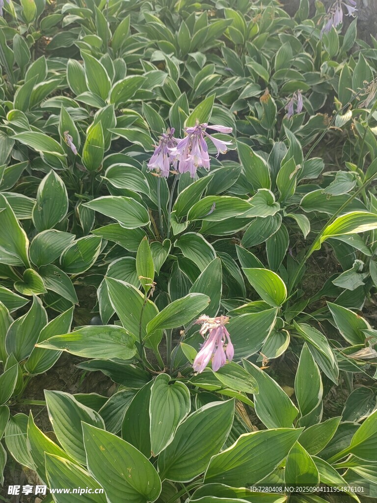 绿叶丛中的粉嫩花朵