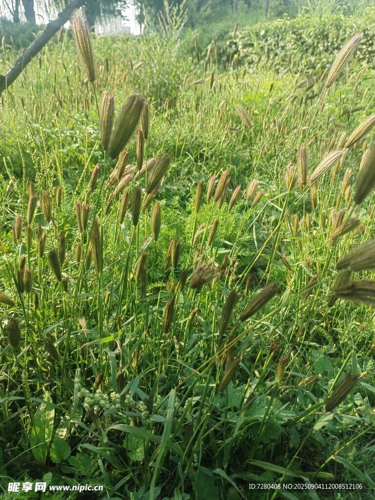 田野中的繁茂绿色植物