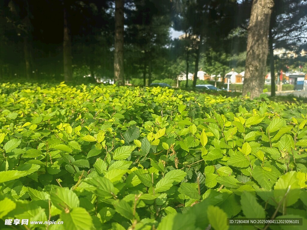绿意盎然的林下植物景观