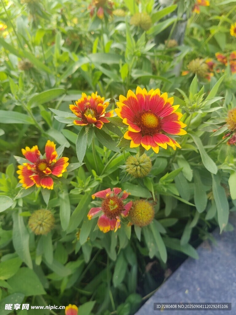 多彩百日菊绽放生机
