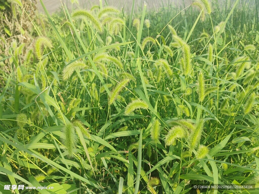 茂盛的绿色植物景观