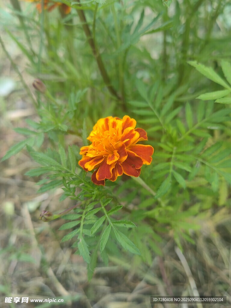 单朵橙色万寿菊绽放