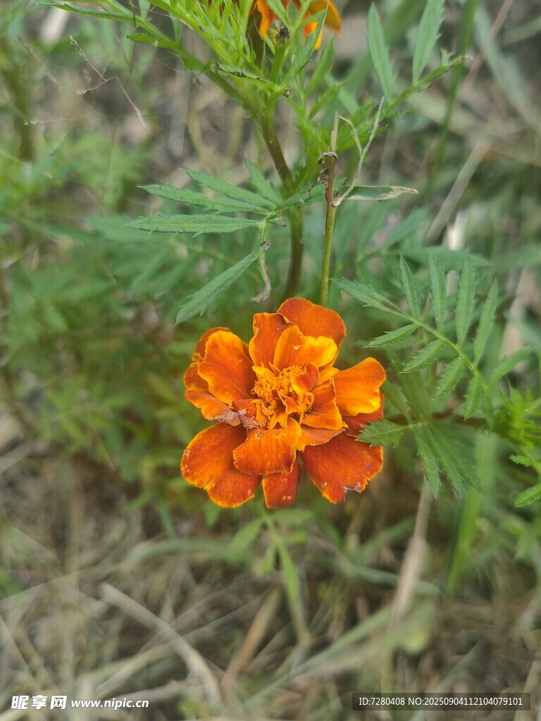 橙色小花绽放于草丛中