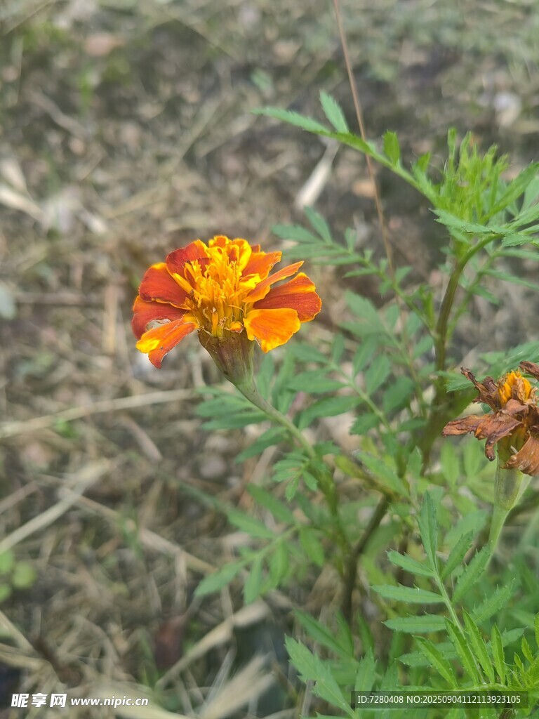 橙色万寿菊绽放于草地