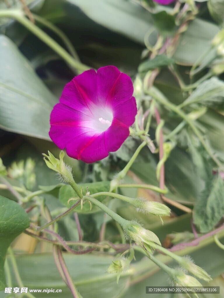 娇艳牵牛花绽放绿叶间