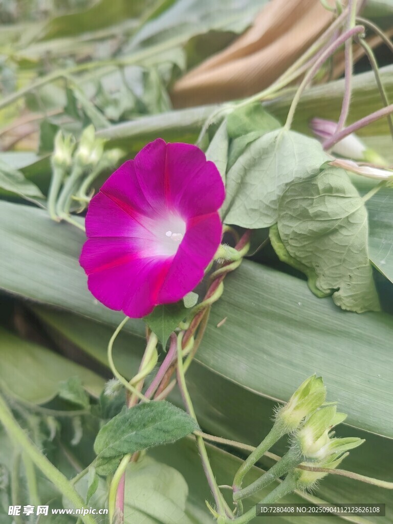 娇艳绽放的紫色牵牛花