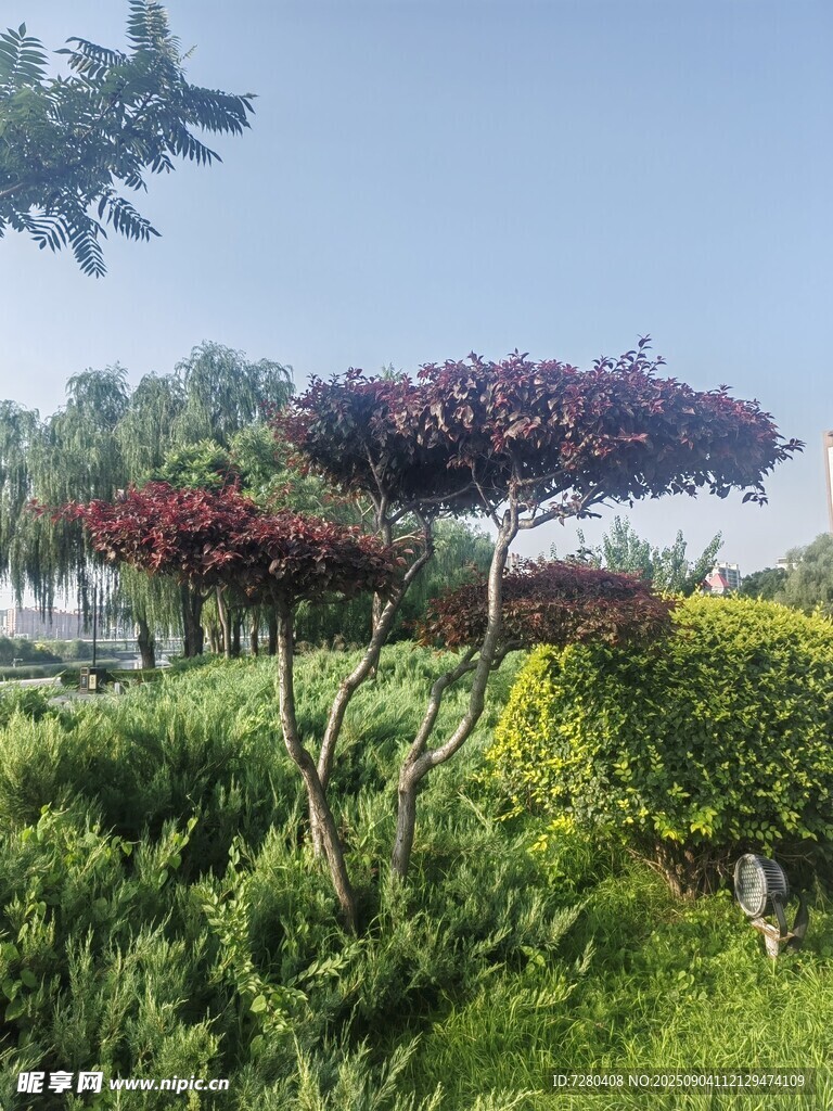 多彩园林景观植物美景