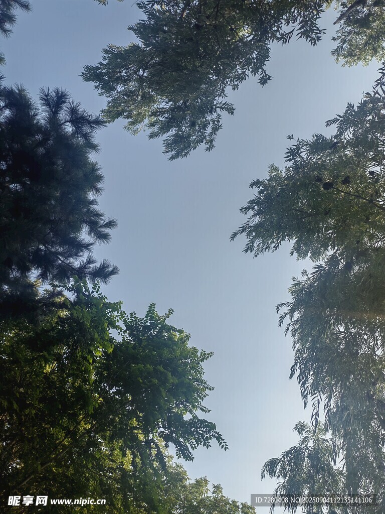 仰视绿树蓝天