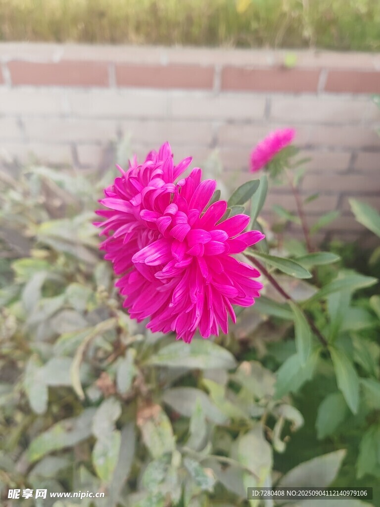 娇艳盛开的玫红色芍药花