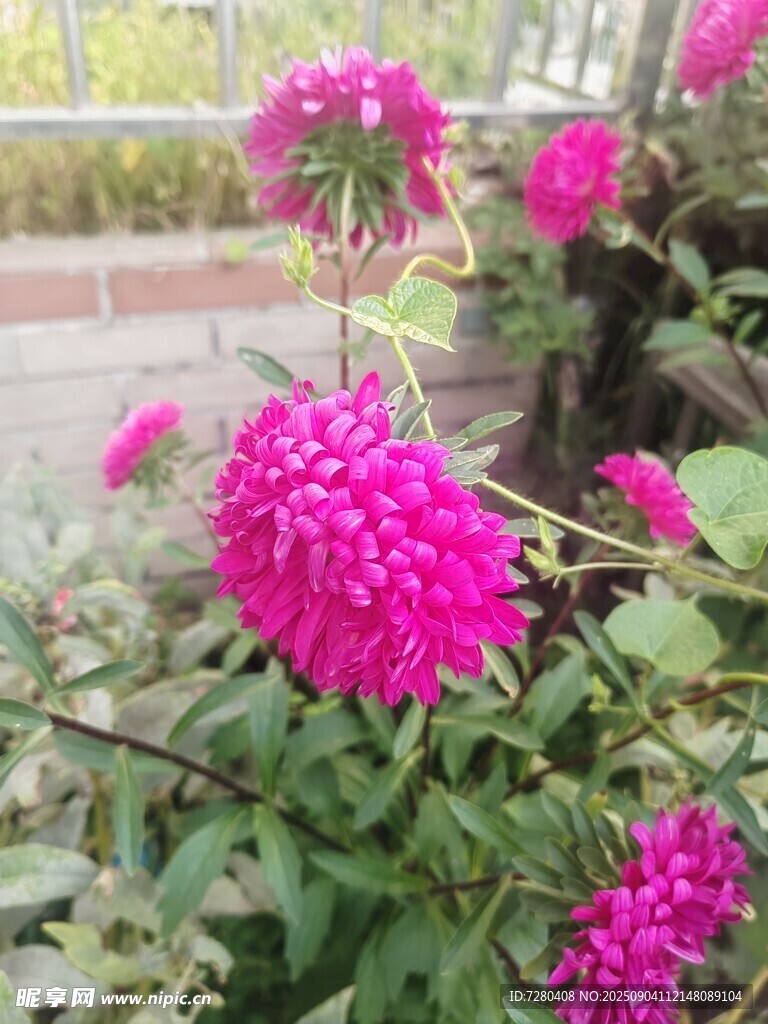 艳丽紫菊绽放