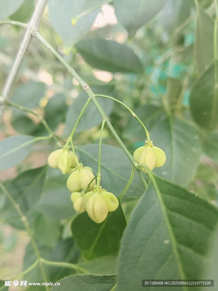 青绿色灯笼状果实植物