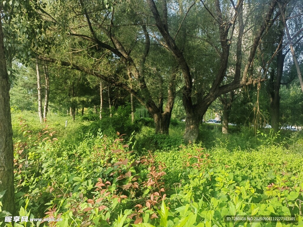 林间绿意盎然的自然景致