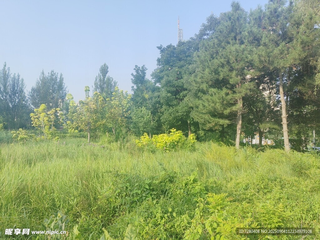 绿意盎然的野外树林景观