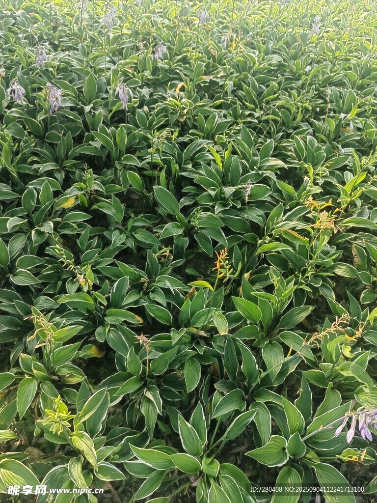 绿意盎然的植物田地