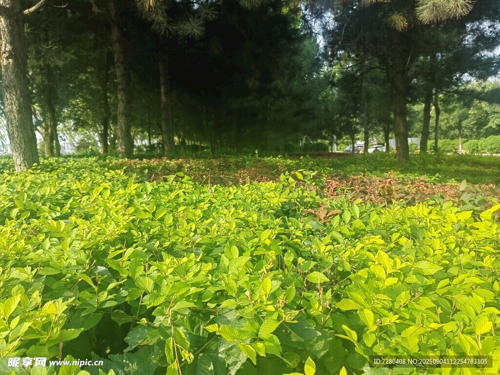 绿意盎然的林间植物景观