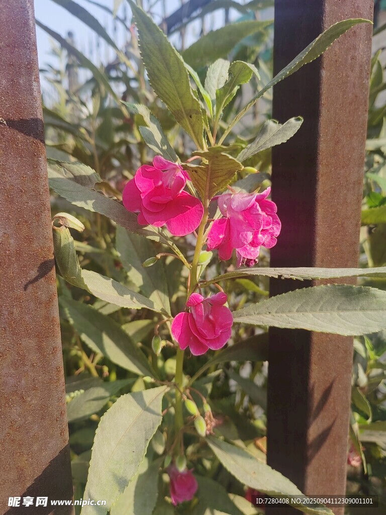 栅栏旁绽放的艳丽花朵