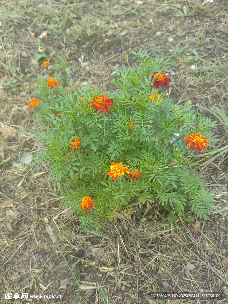 地上绽放的鲜艳万寿菊