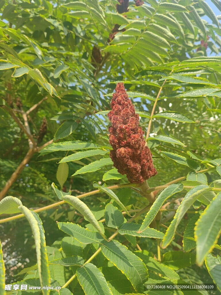 红果挂于绿叶间的植物