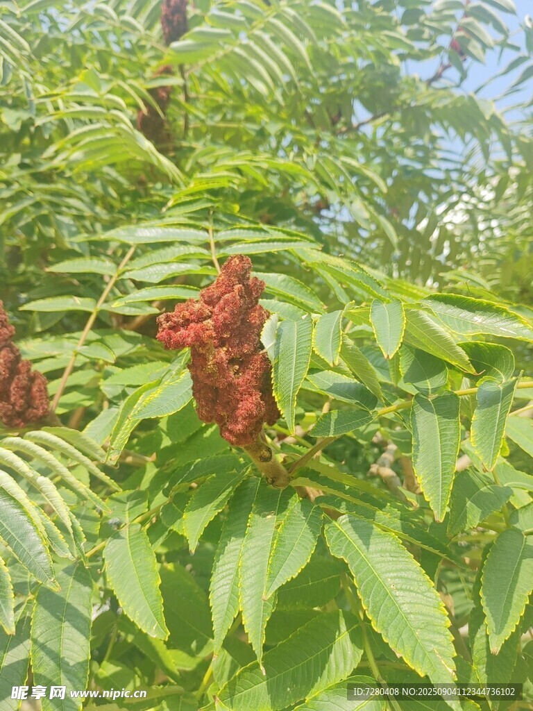 绿叶间的红色火炬树果