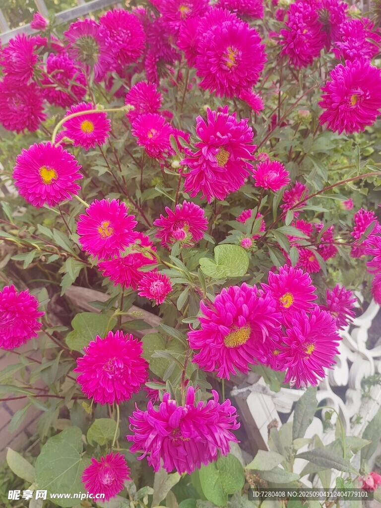 艳丽玫红花朵绽放