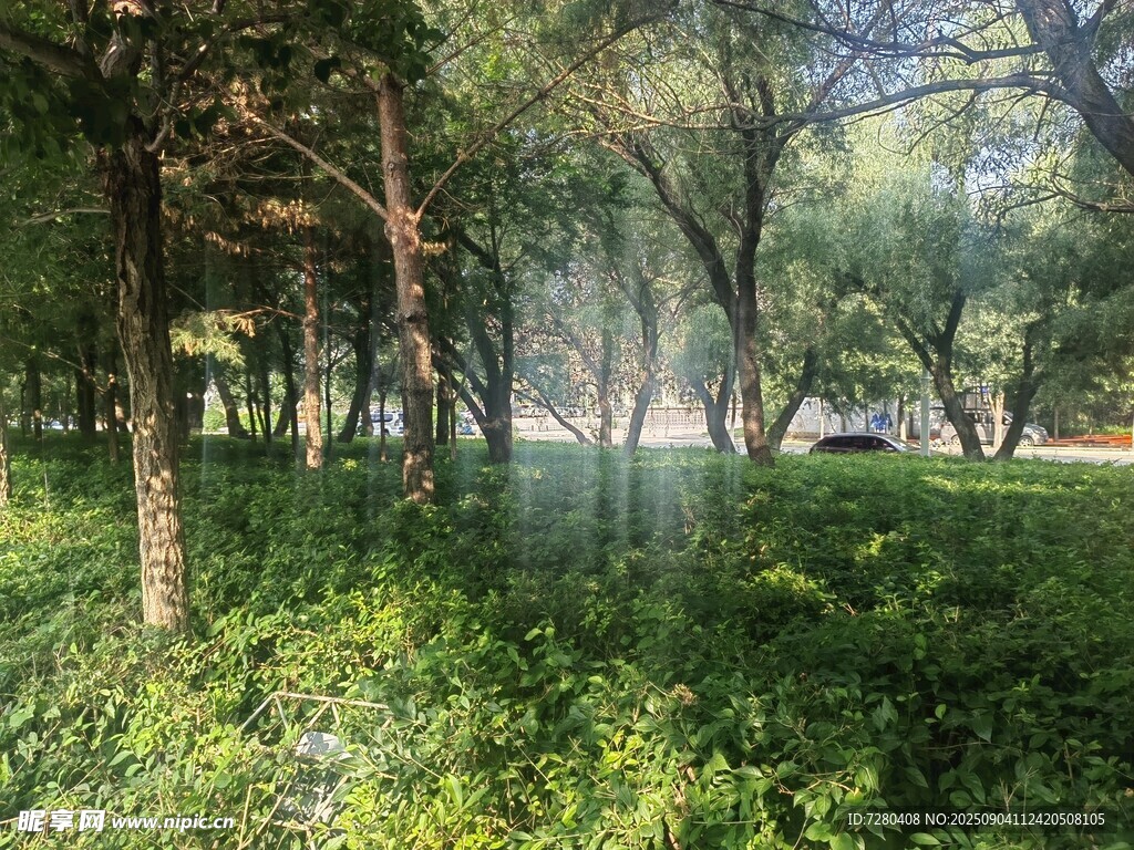 林间绿意盎然的清新景致