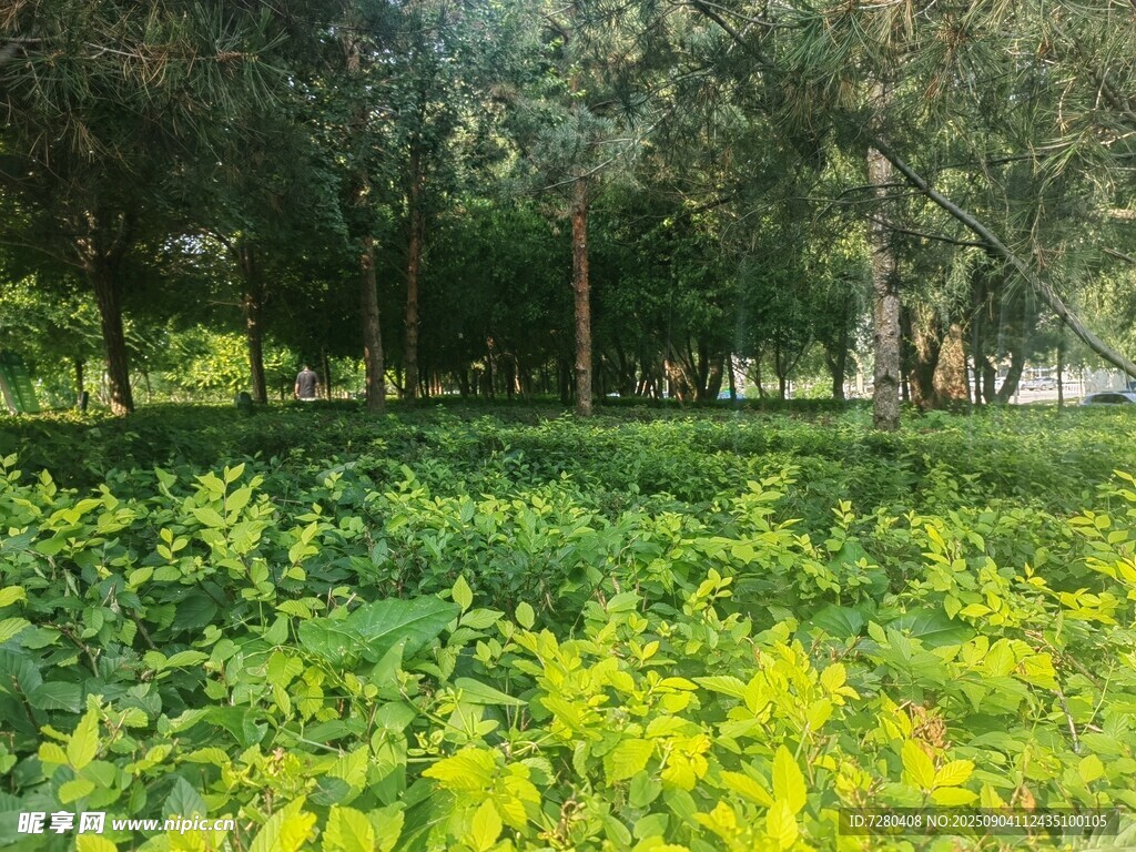 绿意盎然的草地与树木