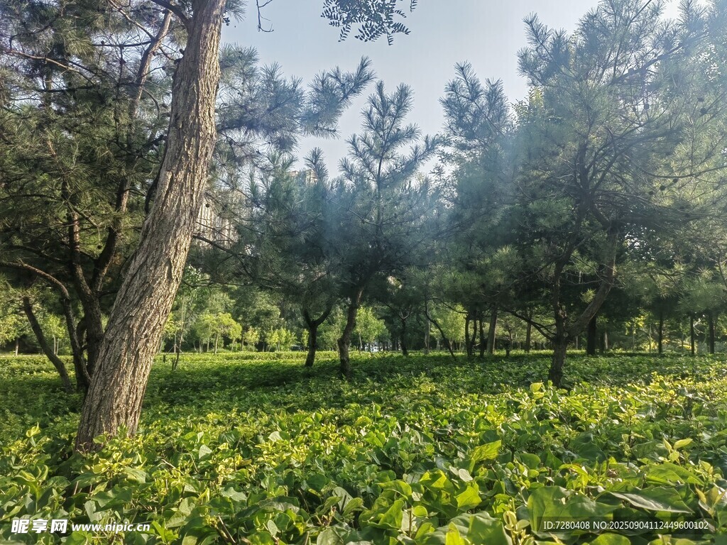 绿意盎然的林间草地