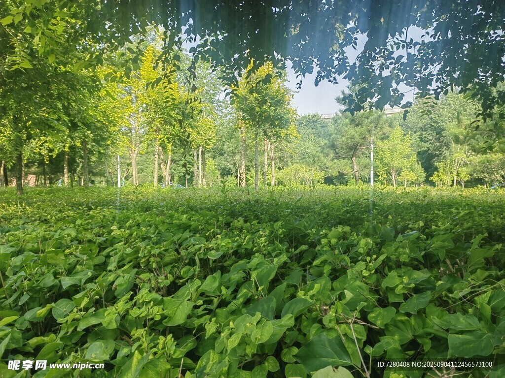 绿意盎然的森林植物景观