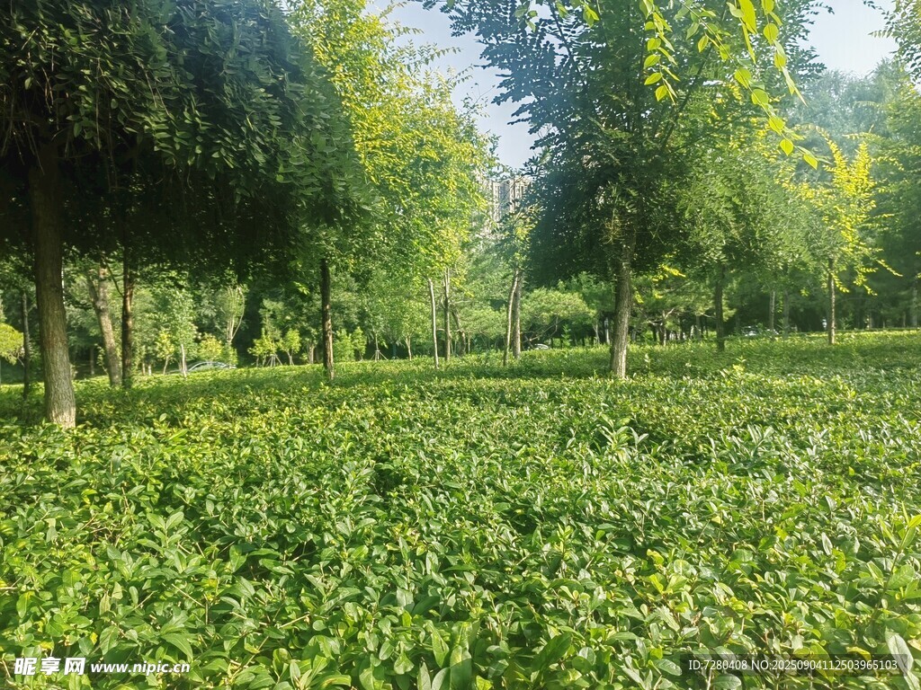 绿意盎然的林间草地