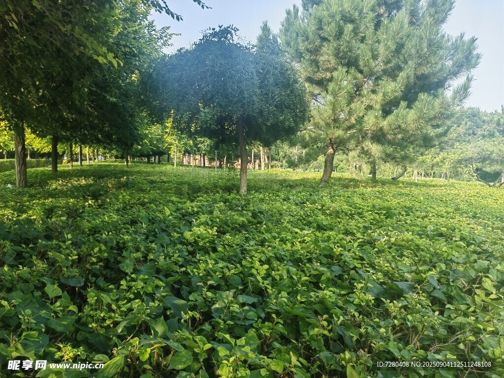 绿意盎然的林间草地
