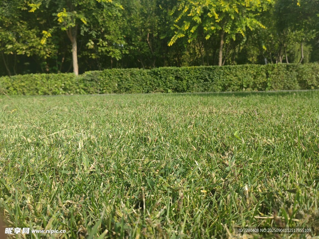 翠绿草坪与远处树木景观