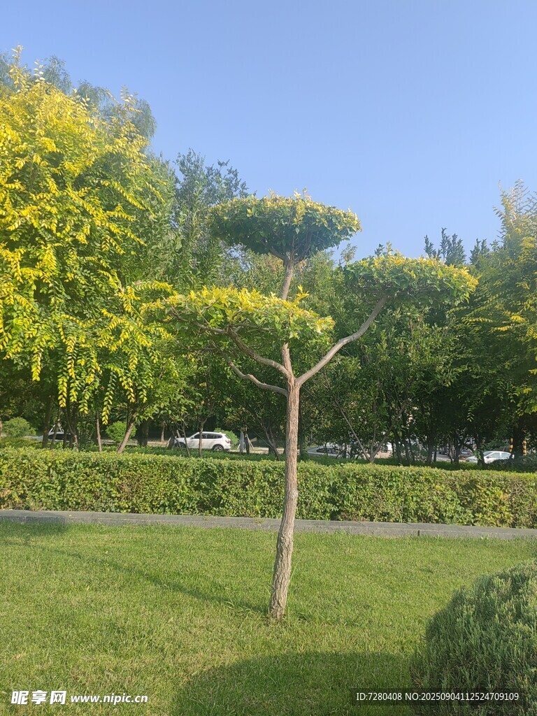 绿意盎然的公园景致
