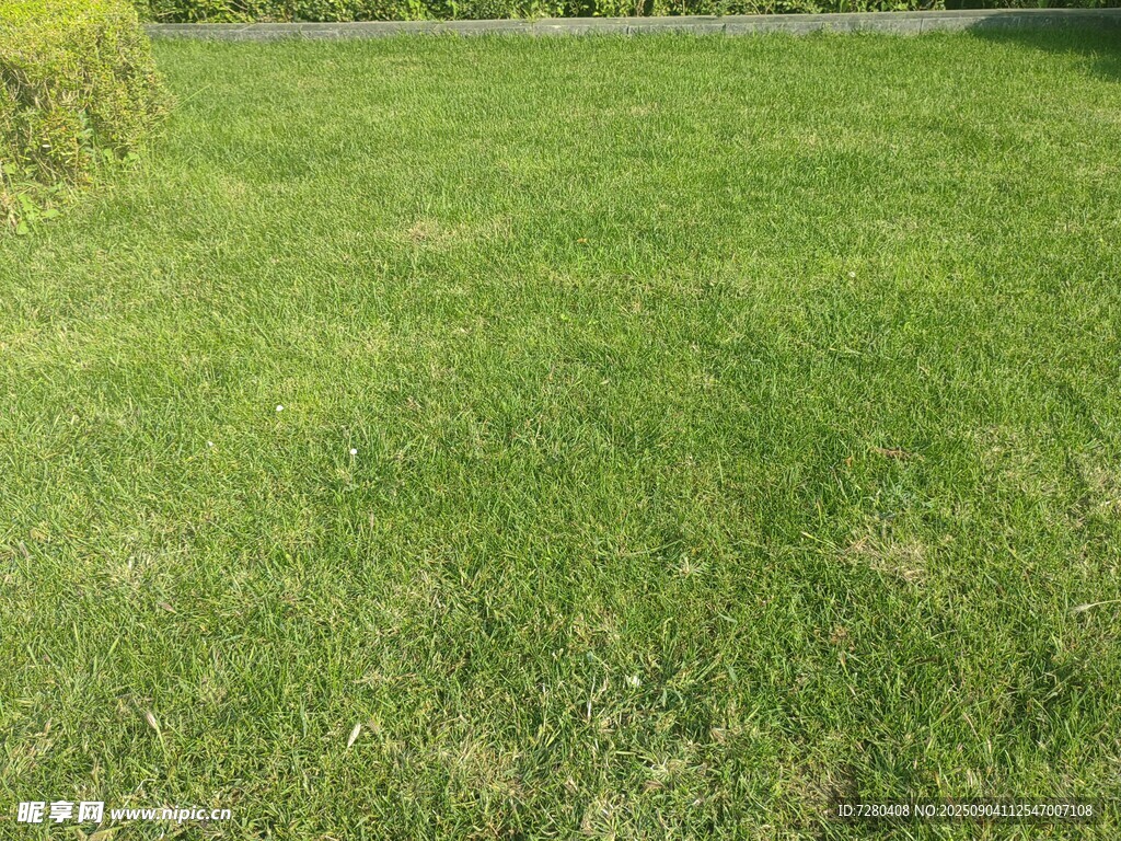 翠绿草坪