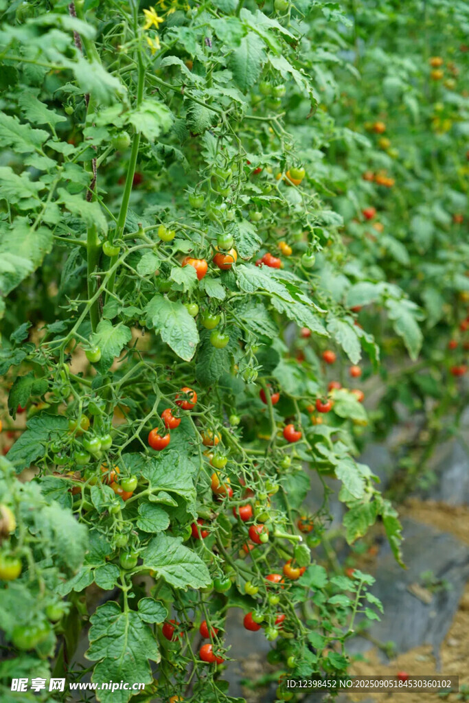 番茄