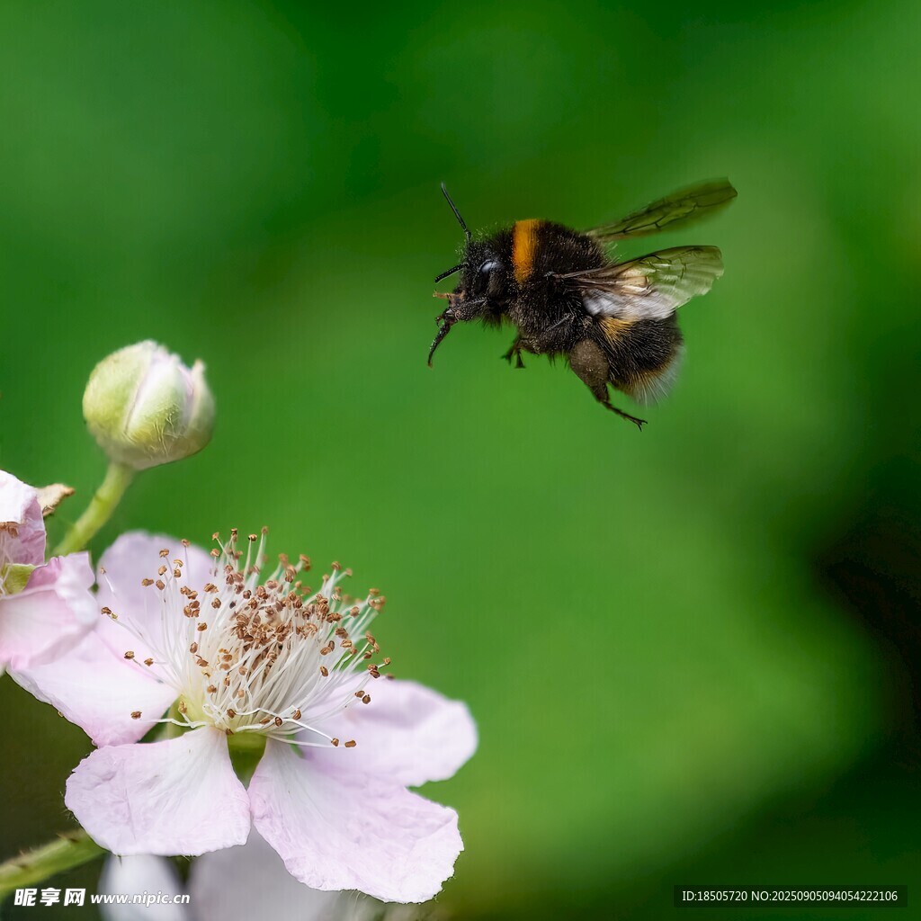 蜜蜂花间飞舞