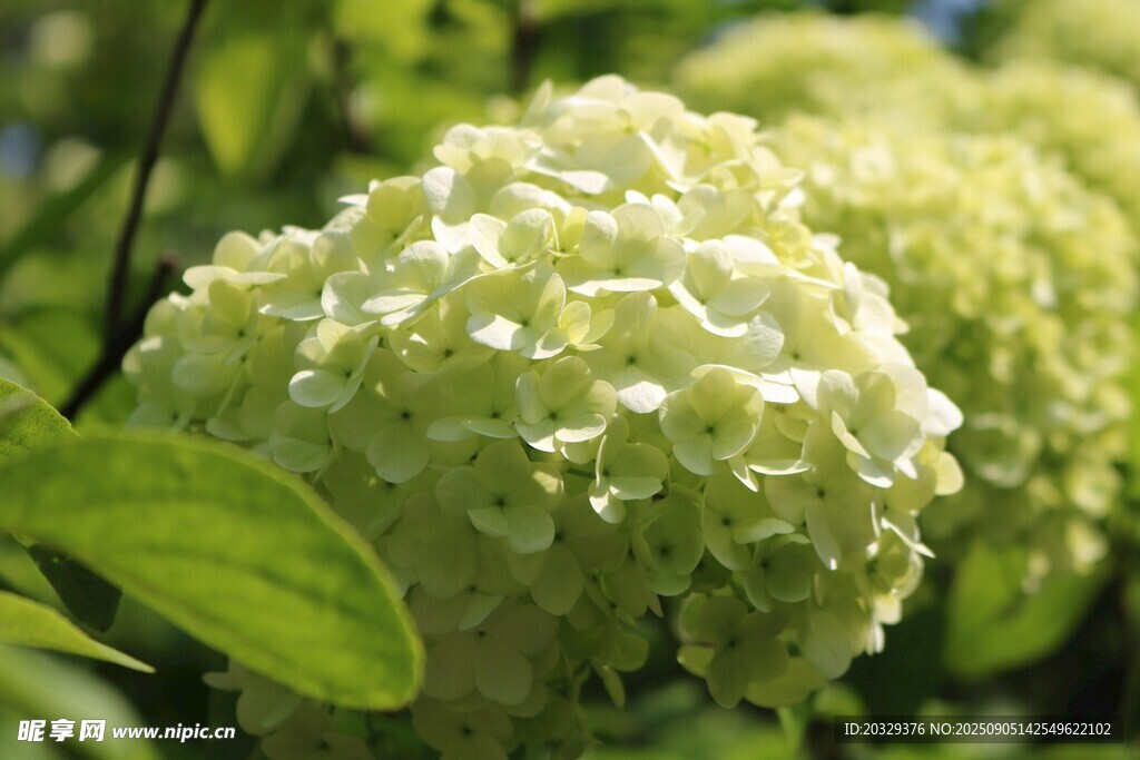 绣球花