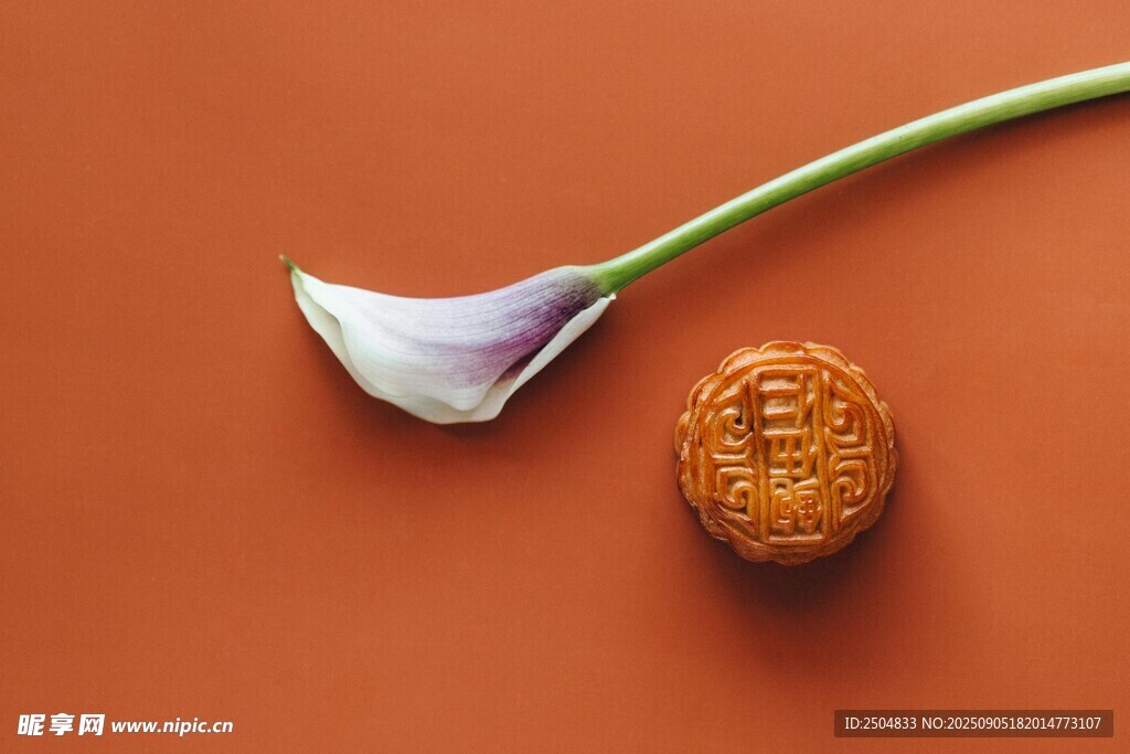 玉兰花与核桃静物展示