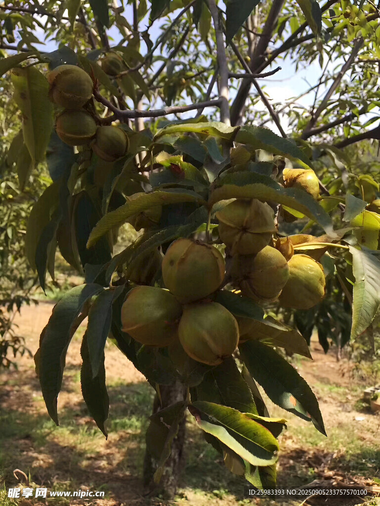 核桃栽培