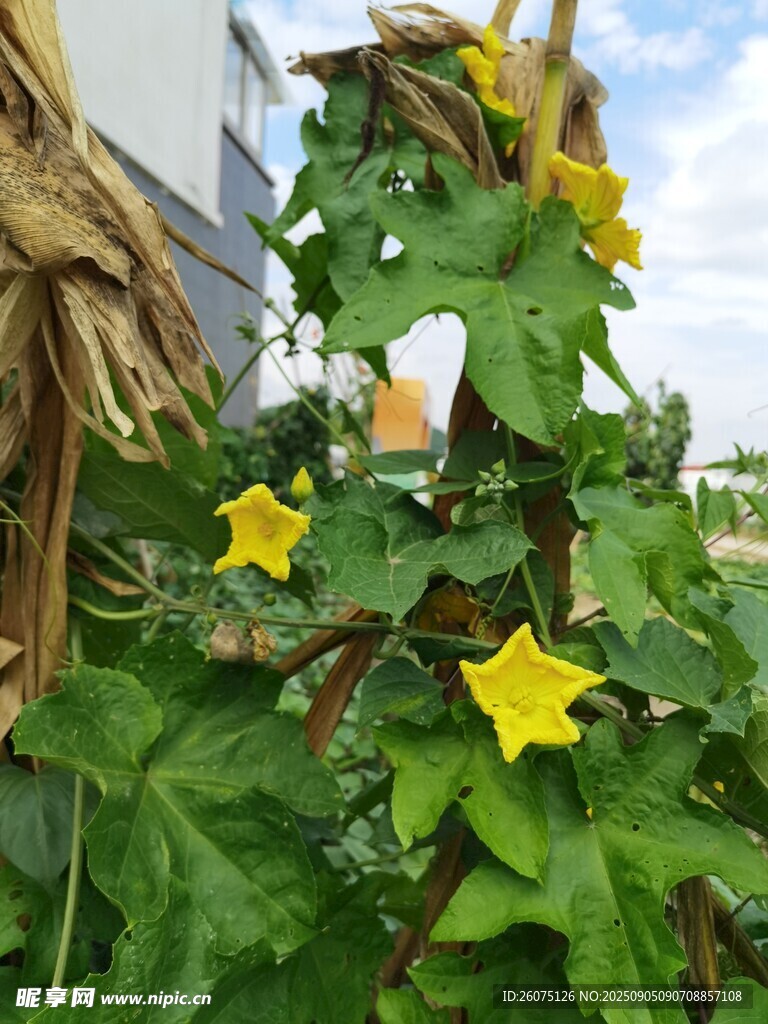 棚架上绽放的黄色南瓜花