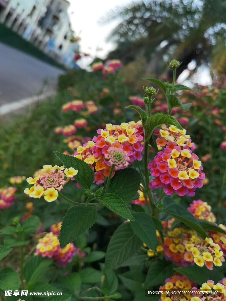 多彩马缨丹绽放于路边