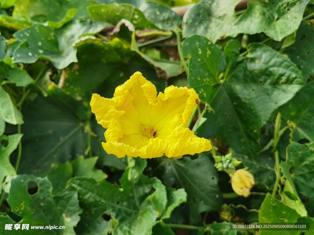 黄色南瓜花绽放于绿叶间