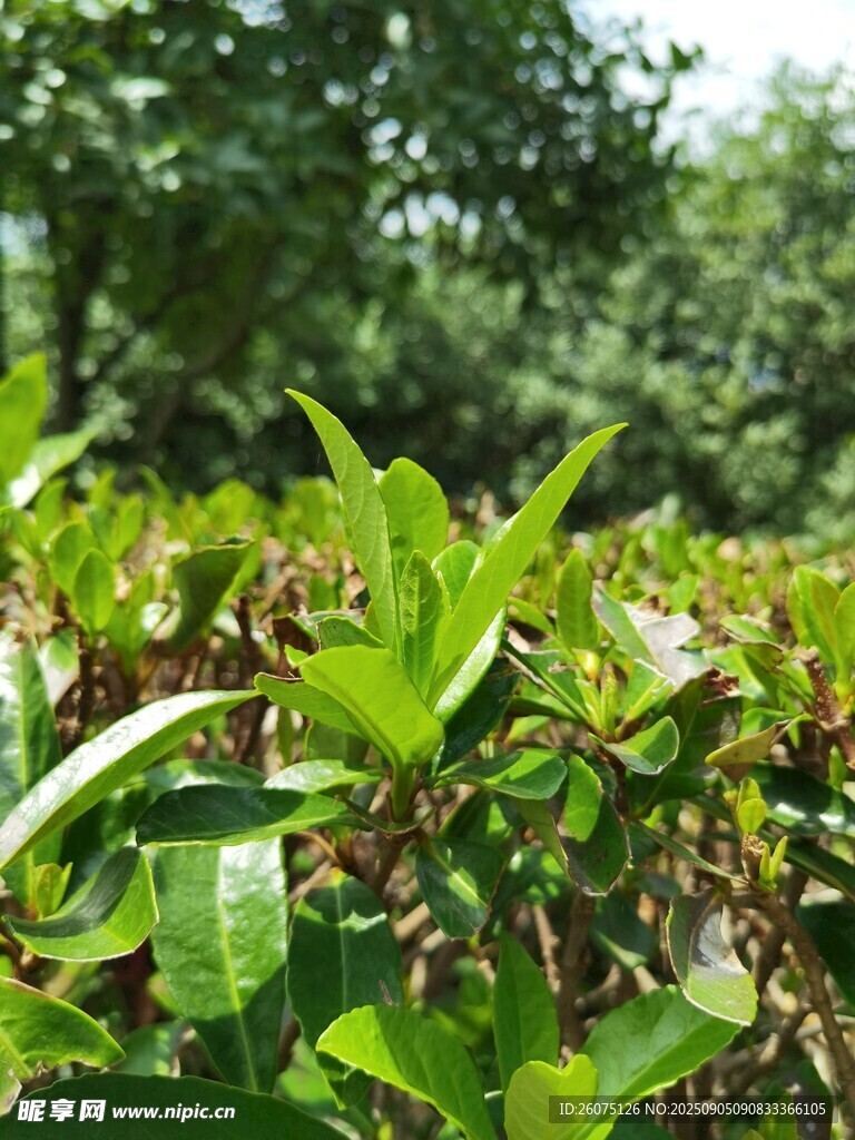 翠绿茶园中的鲜嫩茶叶