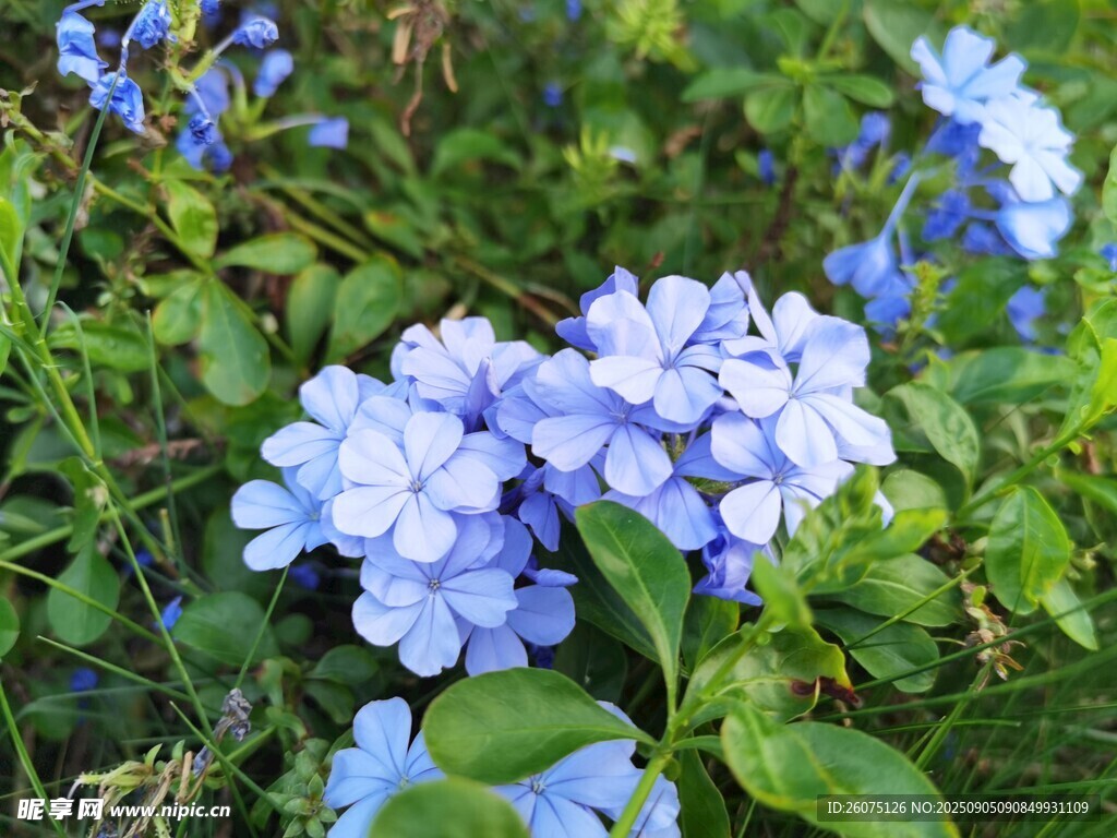蓝绣球花绽放于绿意间