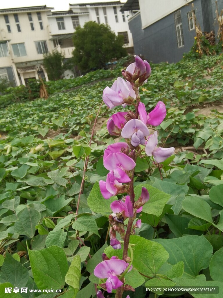 田野中绽放的美丽紫花