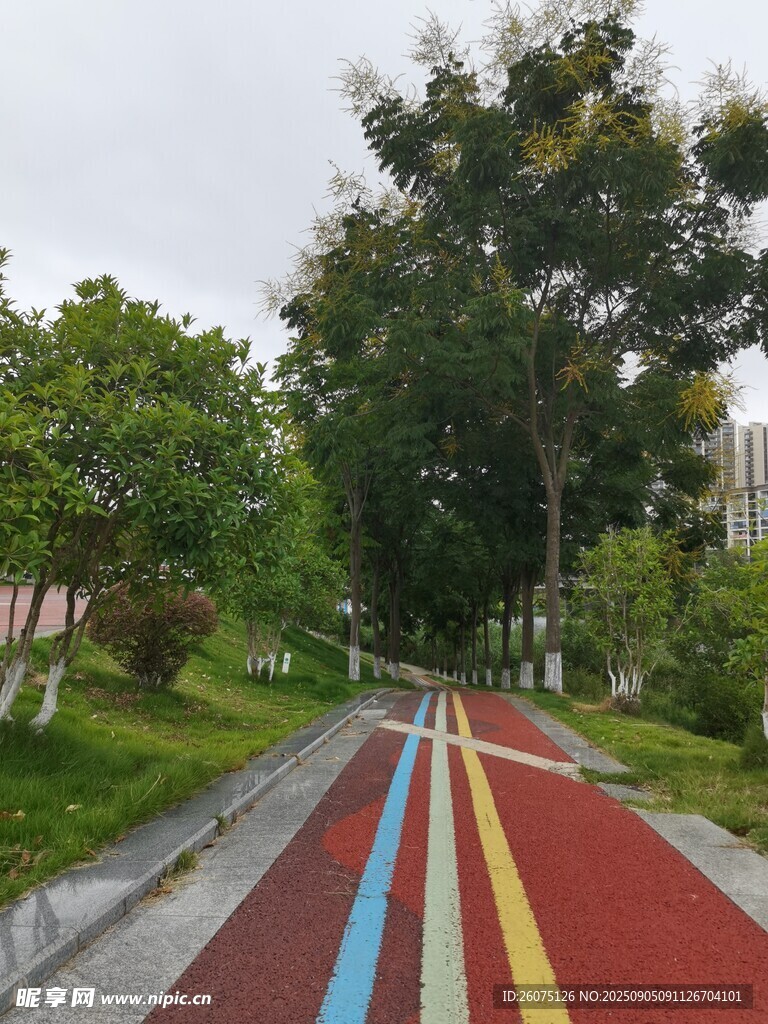 彩色步道旁的绿树景观