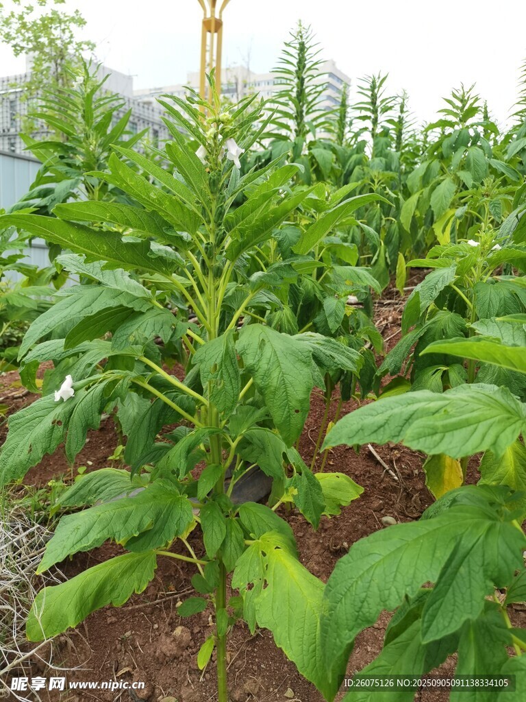 田间茂盛的芝麻植株