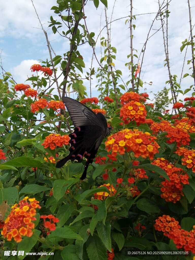 蝴蝶停留在鲜艳花丛中